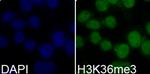 H3K36me3 Polyclonal Antibody, ChIP-Verified