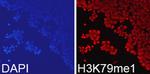 H3K79me1 Polyclonal Antibody