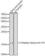 H3K79me3 Polyclonal Antibody