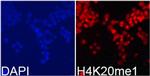 H4K20me1 Polyclonal Antibody