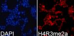 H4R3me2a Polyclonal Antibody