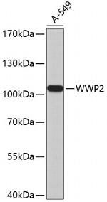 AIP2 Polyclonal Antibody
