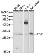CDK1 Antibody in Western Blot (WB)