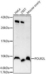 POLR2L Antibody in Western Blot (WB)