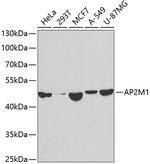 AP2M1 Polyclonal Antibody