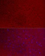 GNAO1 Polyclonal Antibody