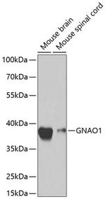 GNAO1 Antibody in Western Blot (WB)