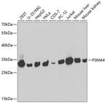 PSMA4 Antibody in Western Blot (WB)