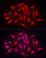 PCBP2 Antibody in Immunocytochemistry (ICC/IF)