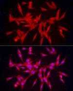 PCBP2 Antibody in Immunocytochemistry (ICC/IF)