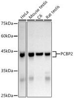 PCBP2 Antibody in Western Blot (WB)