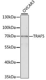 TRAF5 Polyclonal Antibody