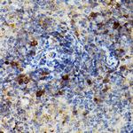 Granzyme B Polyclonal Antibody