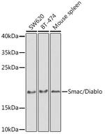 DIABLO Antibody in Western Blot (WB)