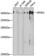 WNK1 Antibody in Western Blot (WB)