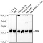 TPI1 Polyclonal Antibody