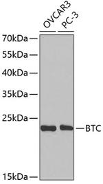 betacellulin Polyclonal Antibody