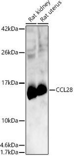 CCL28 Polyclonal Antibody