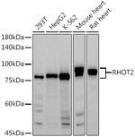 RHOT2 Antibody in Western Blot (WB)