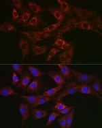 ATG4A Polyclonal Antibody