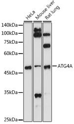 ATG4A Antibody in Western Blot (WB)