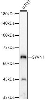 HRD1 Polyclonal Antibody