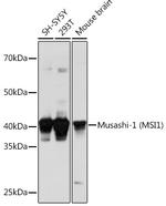 MSI1 Antibody in Western Blot (WB)