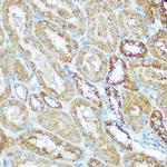 COX5B Antibody in Immunohistochemistry (Paraffin) (IHC (P))