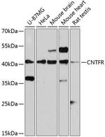 CNTFR Polyclonal Antibody