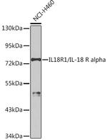 IL-18Ra Antibody in Western Blot (WB)