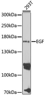 EGF Polyclonal Antibody