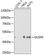MKP2 Polyclonal Antibody
