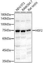 HSF2 Polyclonal Antibody