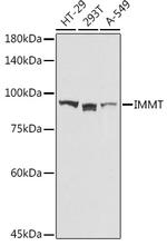 Mitofilin Antibody in Western Blot (WB)