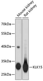 Kallikrein 15 Polyclonal Antibody