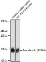 Parvalbumin Antibody in Western Blot (WB)