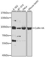 Cullin 4A Polyclonal Antibody