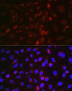 EDA Polyclonal Antibody