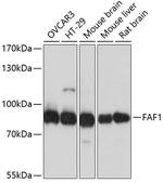 FAF1 Polyclonal Antibody