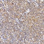 NFATC2 Antibody in Immunohistochemistry (Paraffin) (IHC (P))