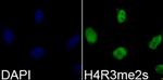 H4R3me2s Polyclonal Antibody