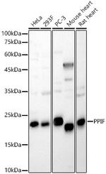 Cyclophilin F Polyclonal Antibody