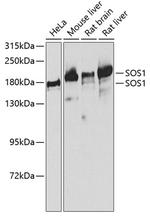 SOS1 Polyclonal Antibody