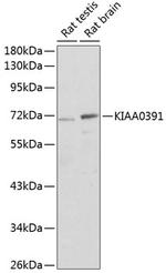 KIAA0391 Polyclonal Antibody