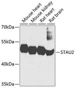 STAU2 Antibody in Western Blot (WB)