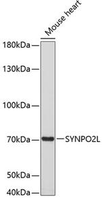 SYNPO2L Polyclonal Antibody