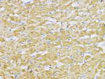 Aconitase 2 Antibody in Immunohistochemistry (Paraffin) (IHC (P))