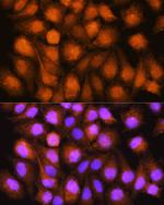 ASNA1 Antibody in Immunocytochemistry (ICC/IF)