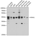 ASNA1 Antibody in Western Blot (WB)