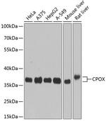 CPOX Polyclonal Antibody